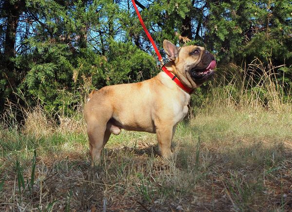 französische bulldog